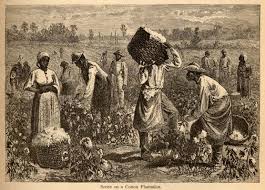 7.Slaves working cotton-1